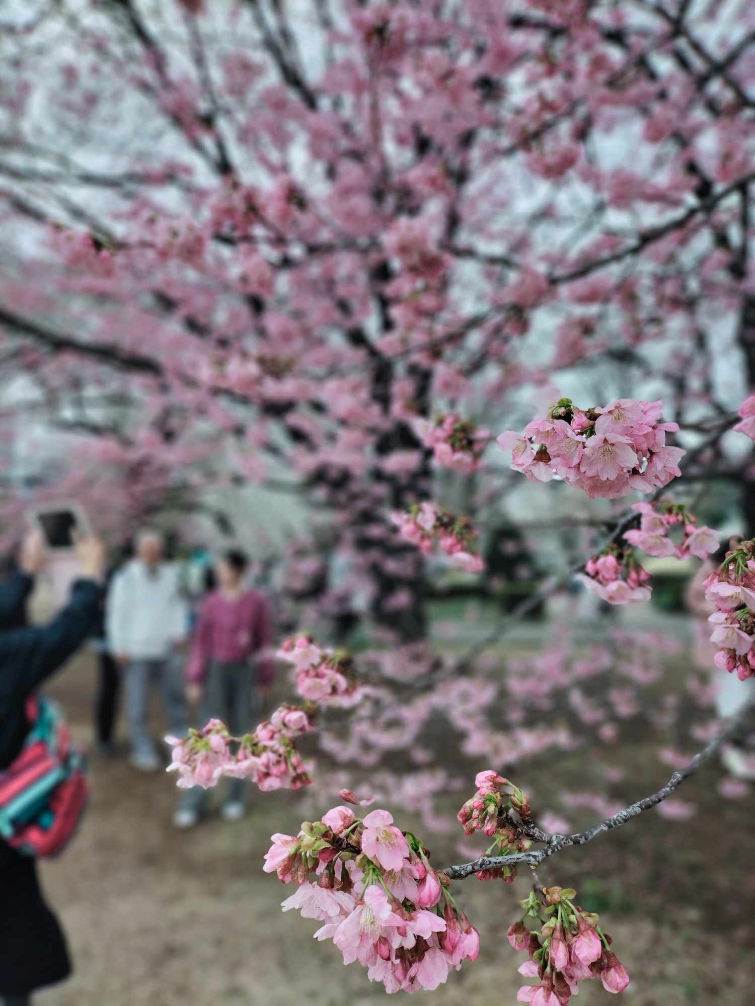 202403_shinjyuku_hanami (10).jpg