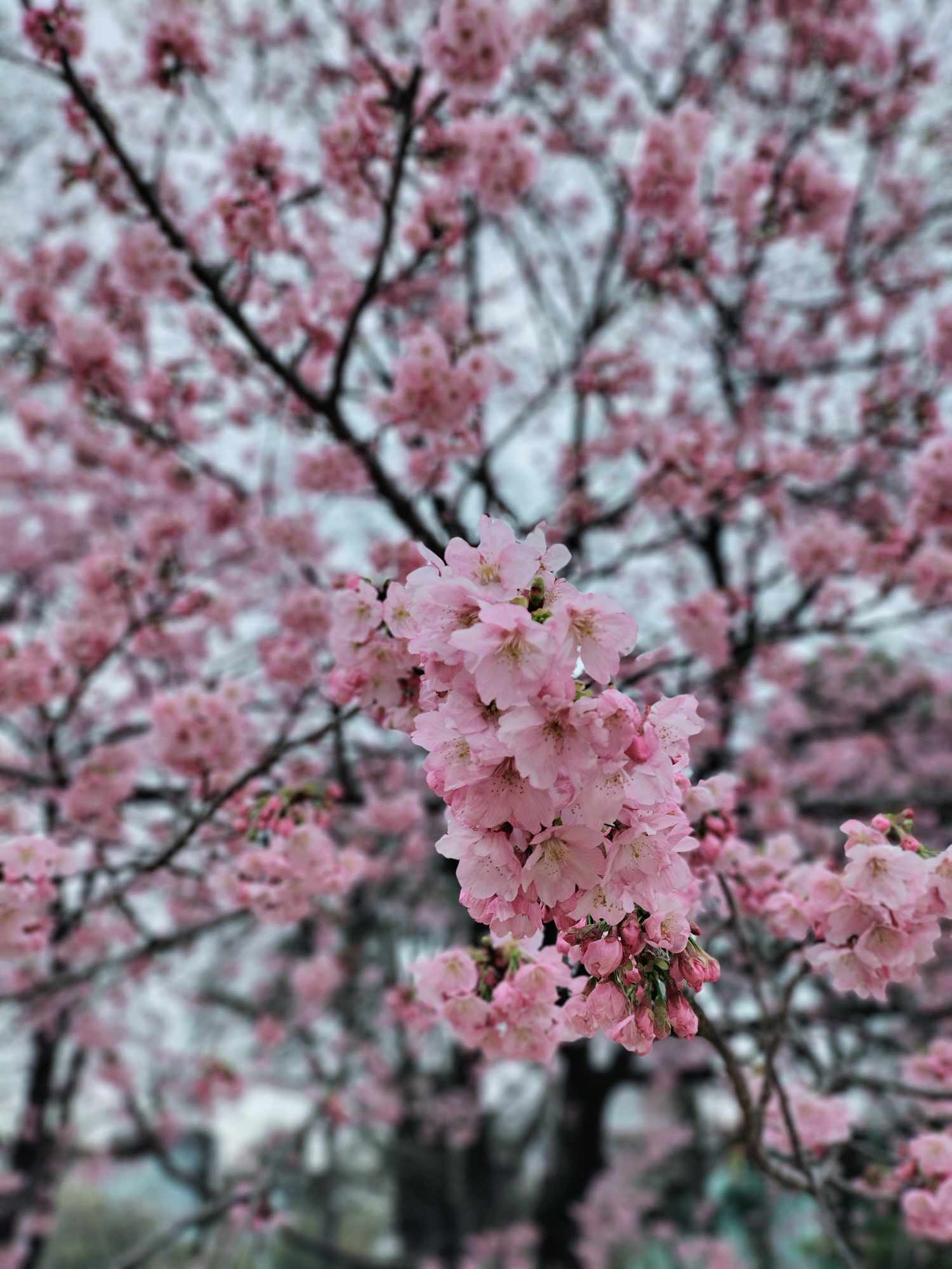 202403_shinjyuku_hanami (11).jpg