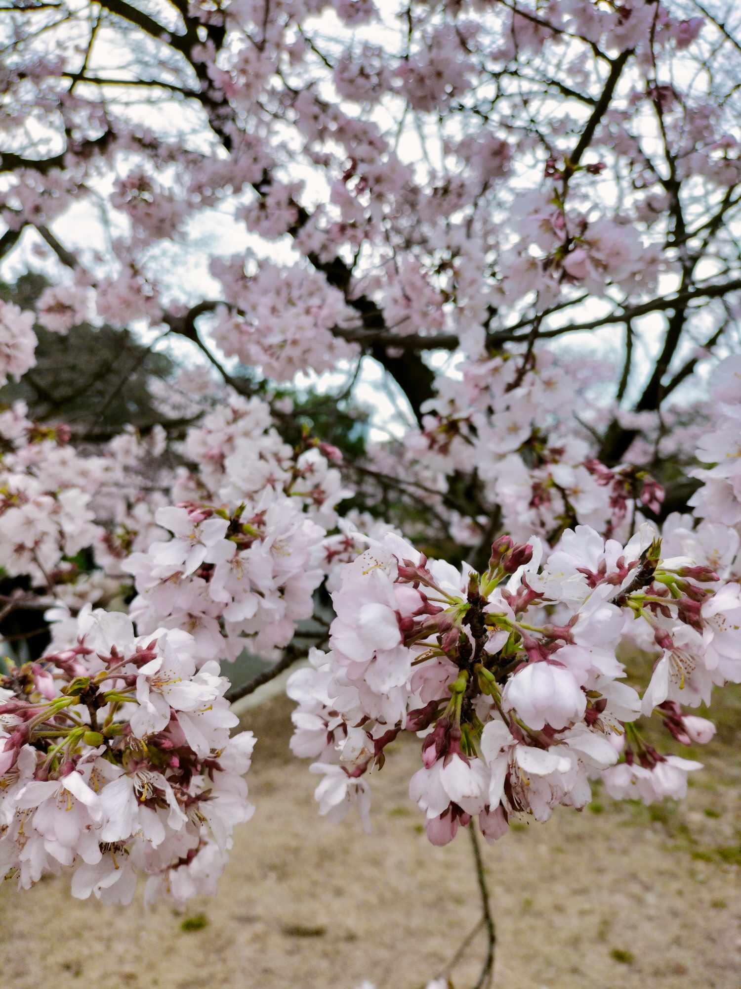 202403_shinjyuku_hanami (8).jpg