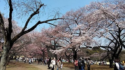 hanami5.jpg