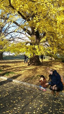 新宿御苑　もみじ　紅葉　子供　安心　安全　保険代理店　企業　法人　ＡＩＵ　保険見直し　保険　石田由紀子　キキコンサルティング