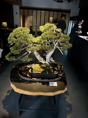 松葉屋茶寮 (3).jpg