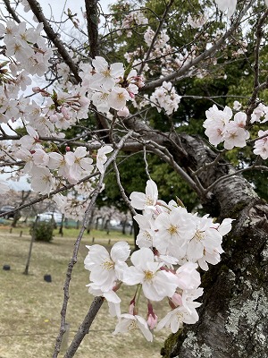 桜1.jpg
