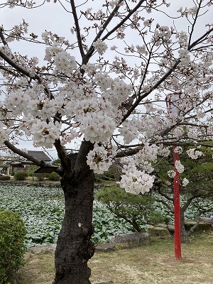 桜2.jpg