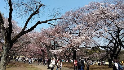 hanami5.jpg