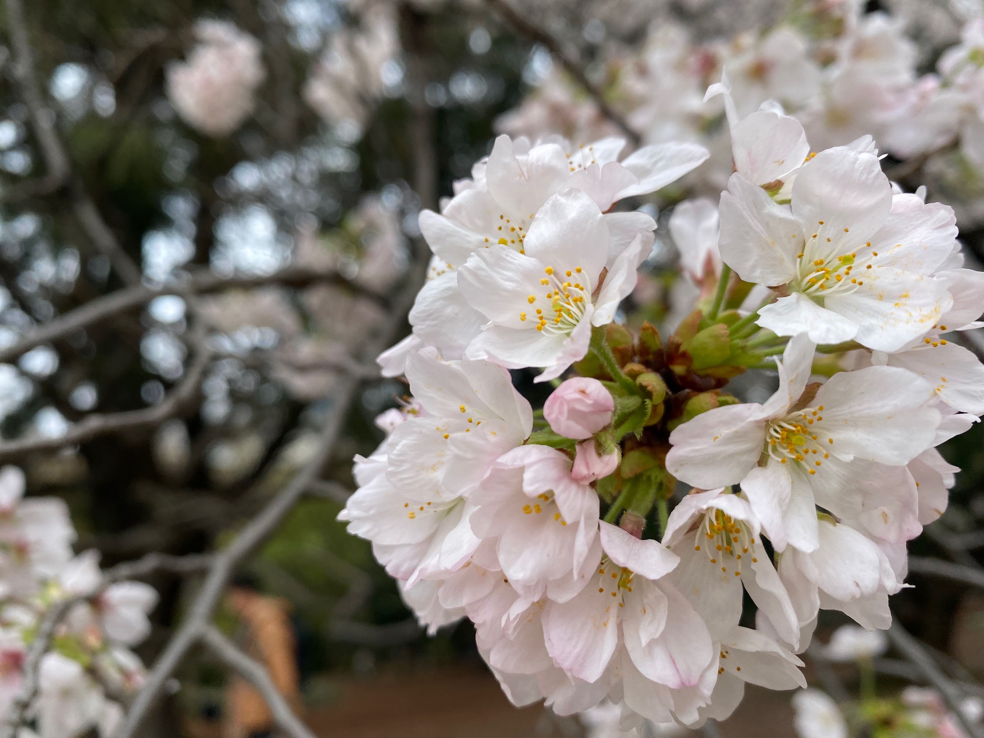 sakura (1).jpg