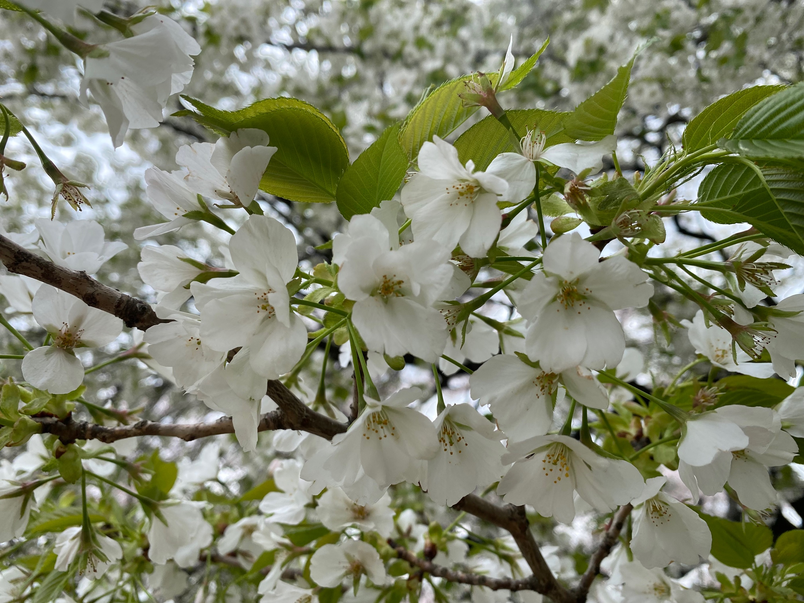 sakura (3).jpg