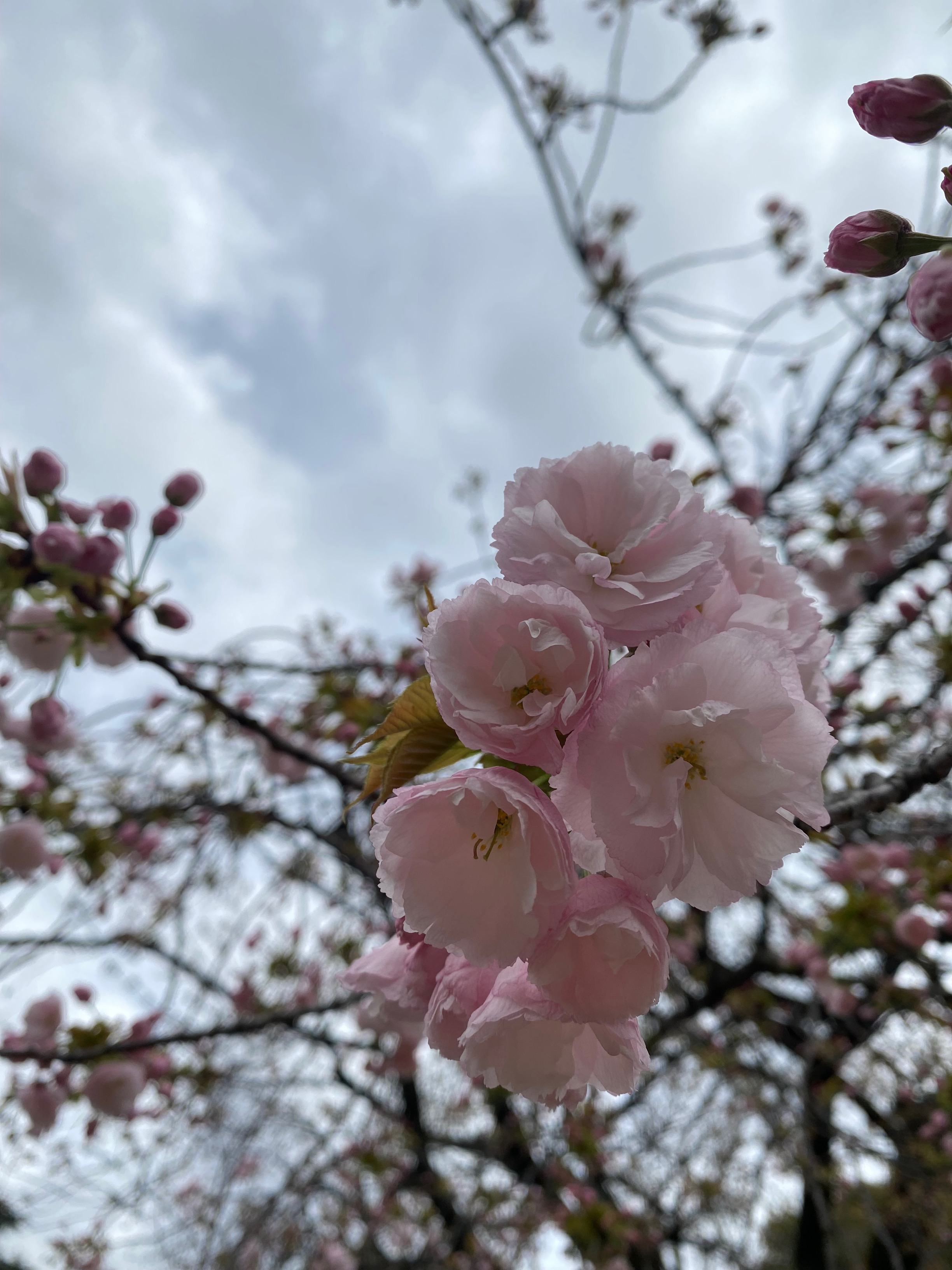 sakura (4).jpg