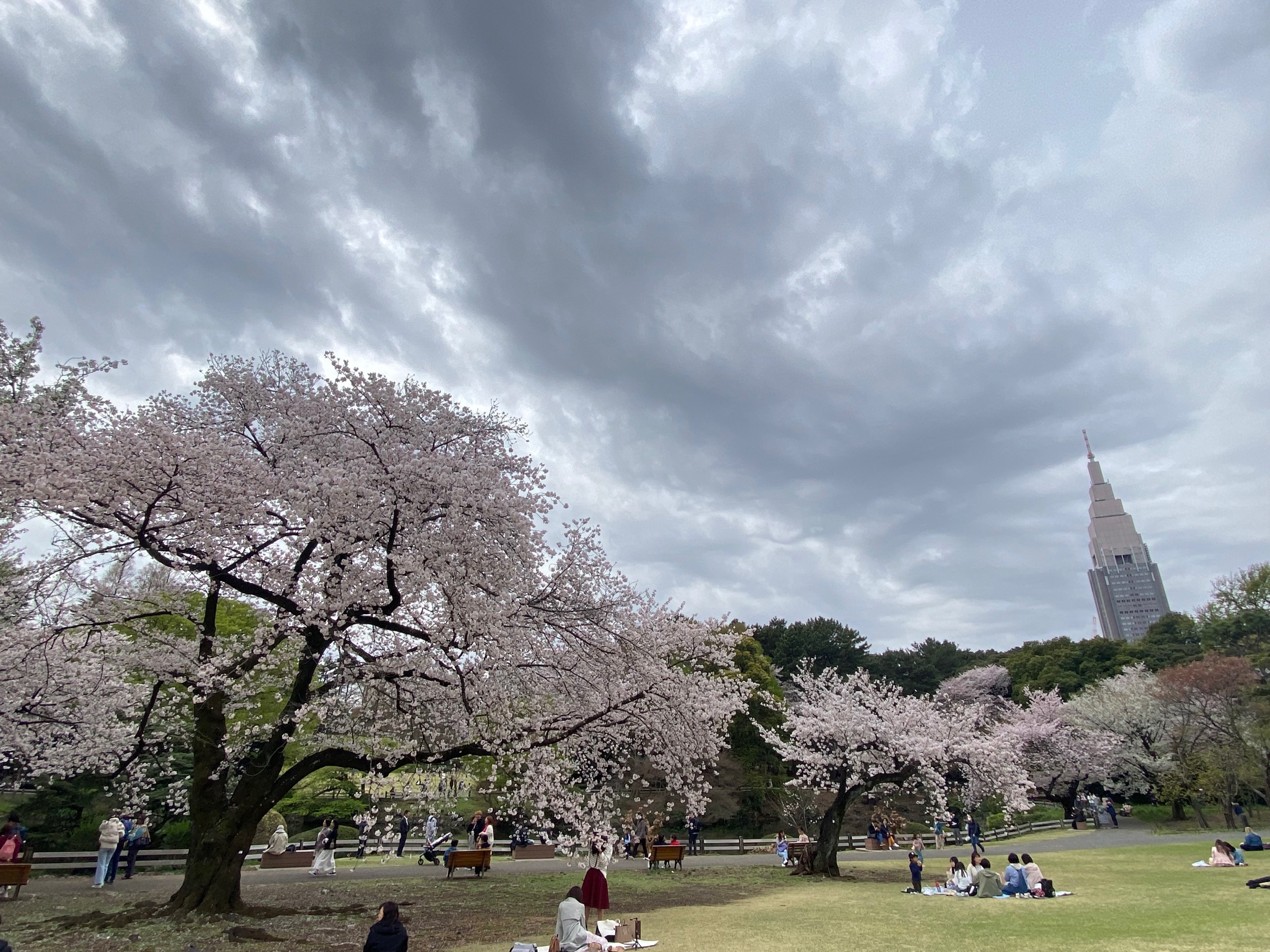 sakura (7).jpg
